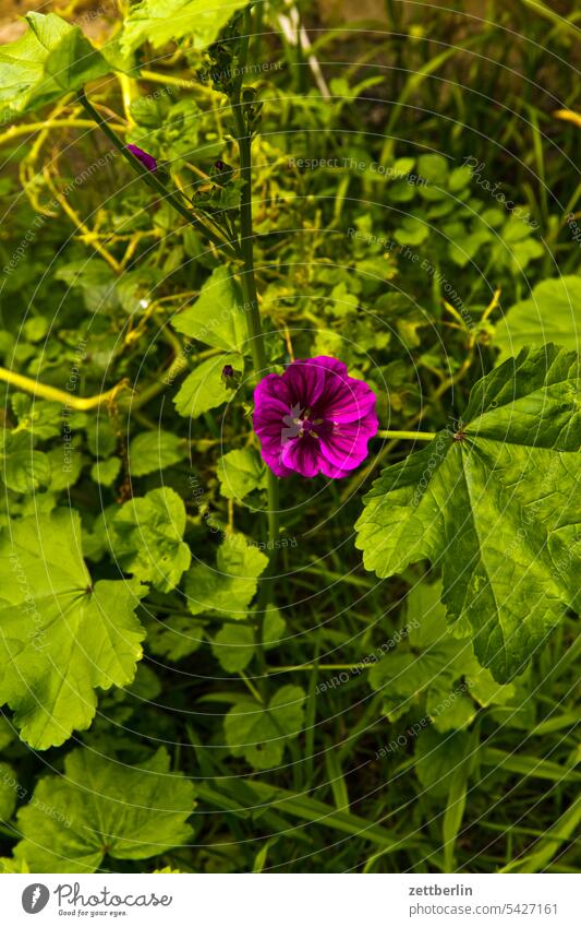 Malve blühen blüte erholung erwachen ferien garten kleingarten kleingartenkolonie knospe menschenleer nachbarschaft natur pflanze ruhe saison schrebergarten