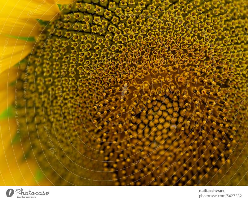 Sonnenblume, Nahaufnahme. Umwelt Landschaft Pflanze Nutzpflanze schön Unendlichkeit Reinheit Warmherzigkeit Romantik Frieden Feld Blume Sommer Natur Blühend