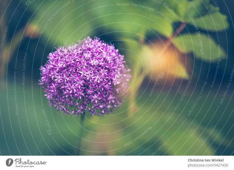 Zierlauch im Garten Allium Blüte Frühlingsblume Schwache Tiefenschärfe Blume Lauchgewächs Zwiebelblume Pflanze Frühlingsgefühle Nahaufnahme Natur besonders