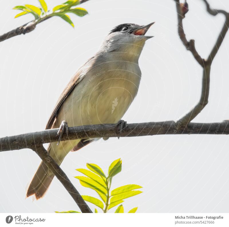 Singende Mönchsgrasmücke im Baum sylvia atricapilla Kopf Tiergesicht Schnabel Augen Federn Gefieder Flügel Beine Krallen singen Gesang zwitschern trällern