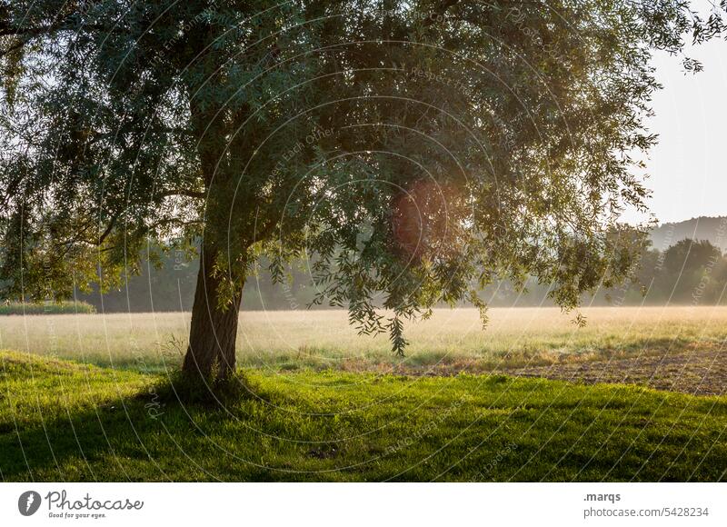 Morgens früh Morgendämmerung Frühling Gras Wiese Sonnenaufgang Baum Buchen Laubbäume Natur Lichterscheinung Stimmung ländlich Landschaft Himmel Schönes Wetter