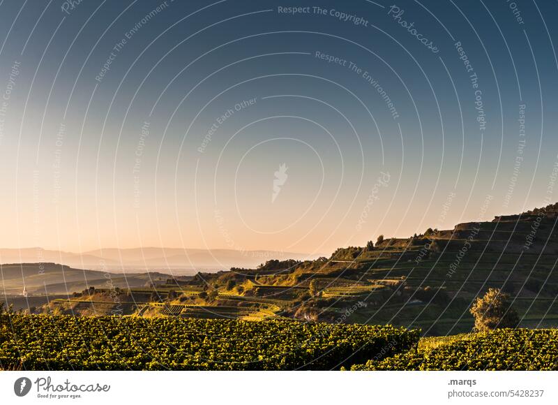 Spätsommer am Kaiserstuhl Sonnenlicht Abend Natur Stimmung Erholung Weinbau Hügel Pflanze Schönes Wetter Sommer Himmel Landschaft Terrassenfelder natürlich