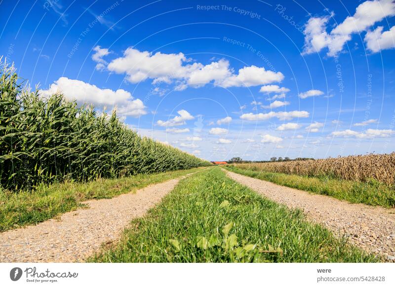 Blick über die Getreidefelder bei Untermühlhausen unter blauem Himmel mit Kumuluswolken Bayern Wolkenformation bewölkter Himmel Textfreiraum Landwirt Bereiche