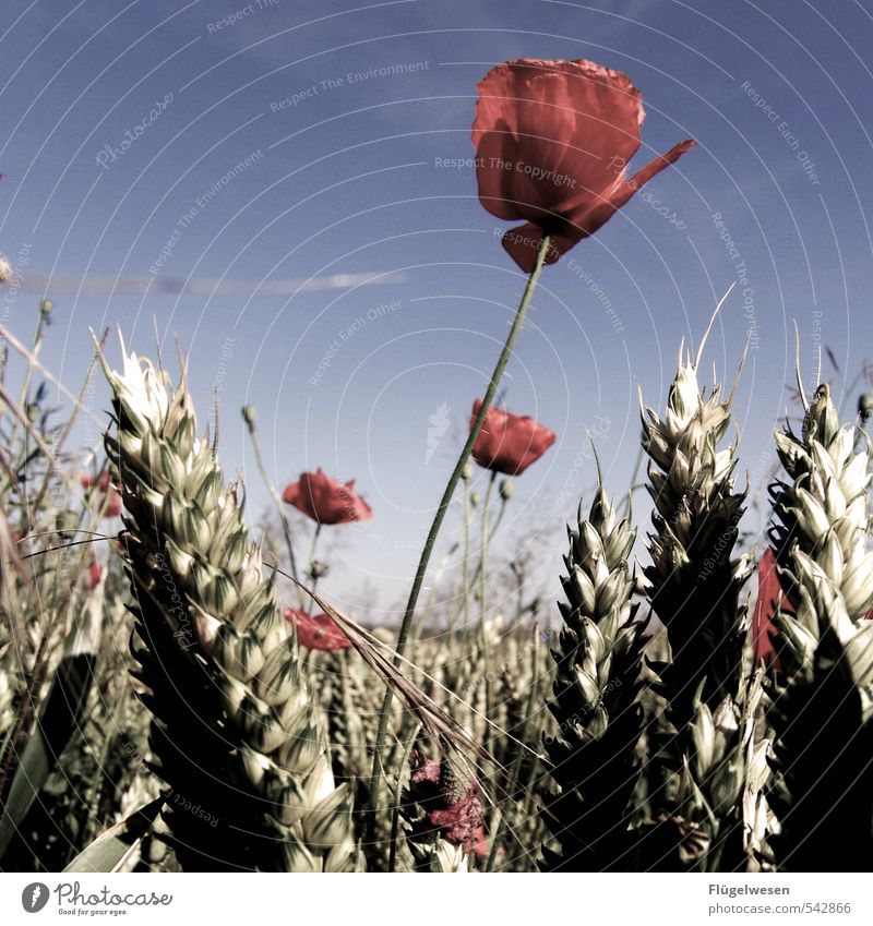 Mohndän schön Umwelt Natur Landschaft Klima Klimawandel Wetter Pflanze Baum Blume Gras Sträucher Blatt Blüte Grünpflanze Nutzpflanze Wildpflanze dehydrieren