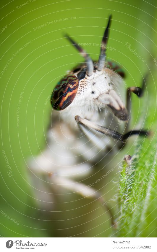 Guck mir in die Augen... Umwelt Natur Tier Frühling Sommer Schönes Wetter Pflanze Blatt Garten Park Wiese Feld Wald Fliege 1 Ekel gruselig grün weiß Behaarung