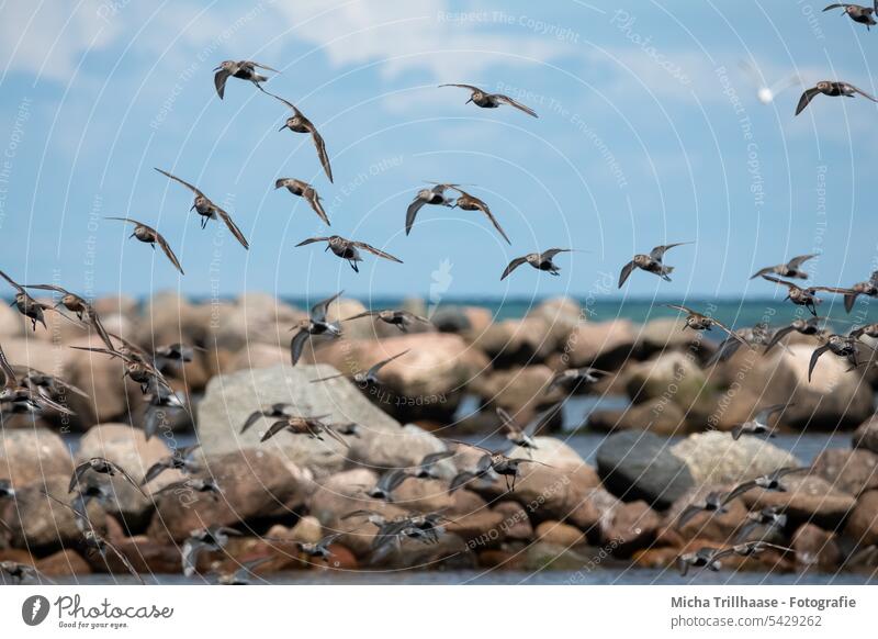 Fliegender Schwarm Alpenstrandläufer an der Ostsee calidris alpina Strandläufer Vogelschwarm fliegen Flug Küste Steine Wasser Horizont Himmel Wolken Natur Tiere