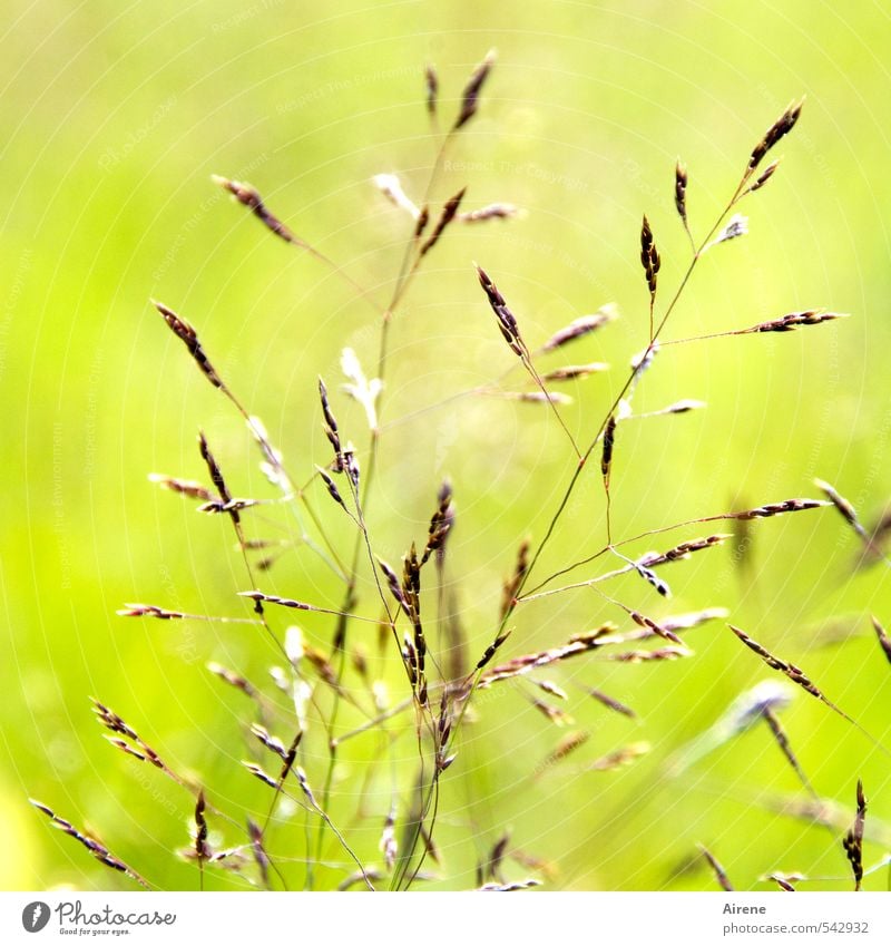 lichter Moment Gras Feldfrüchte Getreide Ähren Wiese leuchten einfach braun gold grün Glück zart zartes Grün zierlich hell hellgrün sommerlich reif Sonnenlicht