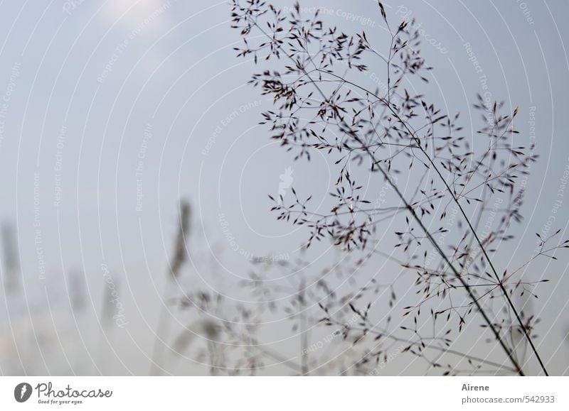 nichts als Gräser Natur Pflanze Himmel Schönes Wetter Gras Wiese Feld Bewegung dünn einfach blau braun Zufriedenheit bescheiden zierlich zerbrechlich zart