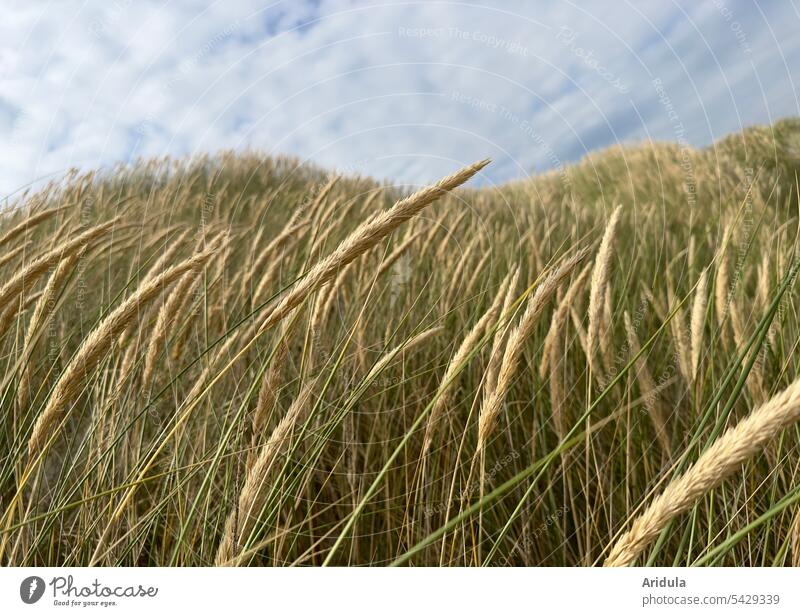 Dünengras im Wind Nordsee Sand Küste Ferien & Urlaub & Reisen Natur Nordseeküste Landschaft Himmel Wolken