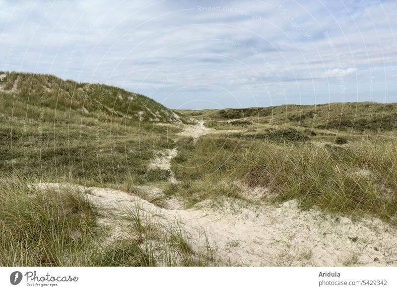 Dünen mit Dünengras und wolkigem Himmel an der Nordsee Gras Sand Dänemark Ferien & Urlaub & Reisen Nordseeküste Erholung Landschaft Küste Tourismus Strand Natur