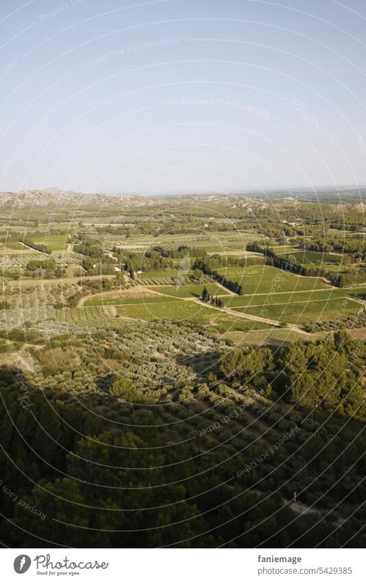 Paysage provençal Provence Landschaft Olivenhain olivgrün Olivenbaum südfrankreich Mittelmeer mediterran Grün warm heiß Felder Hain landstraße Panorama Aussicht