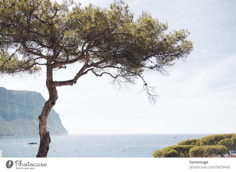 Pin Parasol mit Cap Canaille bei Cassis im Hintergrund Pinie baum Küste Felsen Mütze Canaille Schiff Meer Mittelmeer Nadelbaum mediterran Schattenspender Hitze