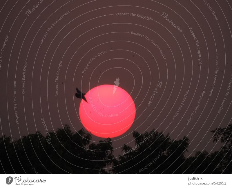 Delhi Sunset I Ferien & Urlaub & Reisen Sonne Natur Landschaft Himmel Nachthimmel Sonnenaufgang Sonnenuntergang Park Vogel Taube 1 Tier fliegen Gefühle Stimmung