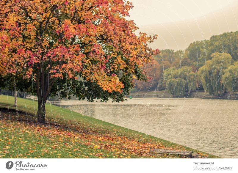 buntibunt Pflanze Baum Blatt Grünpflanze Park Wiese Küste Flussufer verblüht Freundlichkeit schön mehrfarbig Fröhlichkeit Optimismus Kraft Senior einzigartig