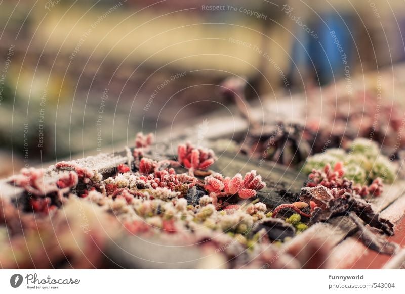 kleine kalte Kleinigkeiten Pflanze Erde Herbst Winter Eis Frost Schnee Blatt Blüte Grünpflanze Nutzpflanze Garten glänzend verblüht dehydrieren Wachstum warten