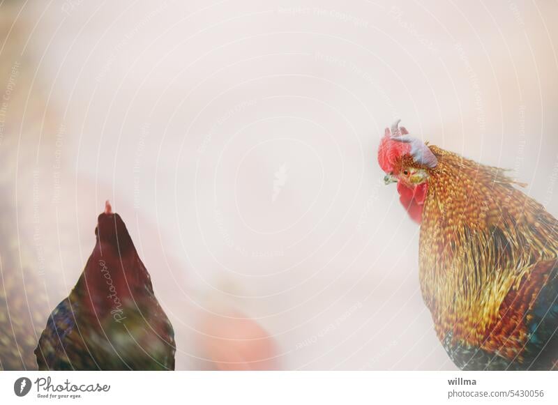 Ach komm schon, Schatz, nich schon wieder Migräne! Hahn Henne Huhn Federvieh Hühner Date Kennenlernen begehrlicher Blick Abweisung Hühnerhof verliebt