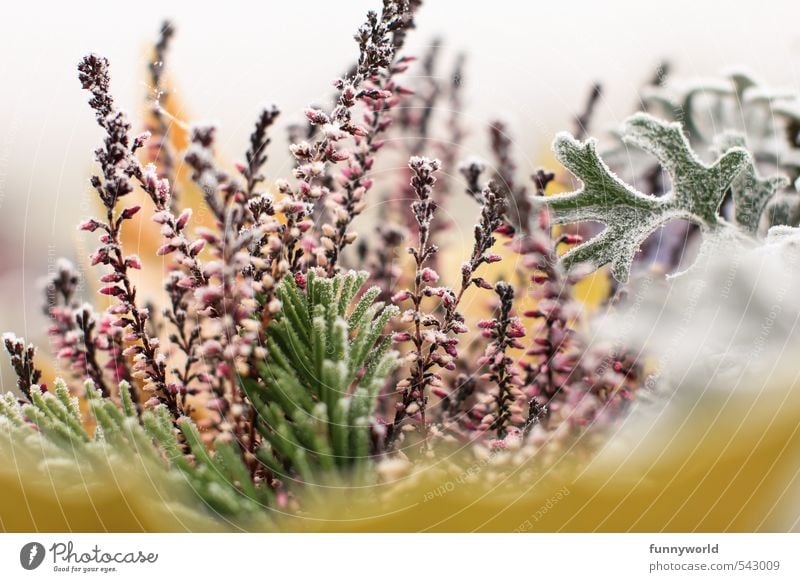 Raureif Umwelt Natur Pflanze Herbst Winter Eis Frost Schnee Blatt Grünpflanze frieren kalt Grabschmuck überwintern Winterschlaf Farbfoto Außenaufnahme