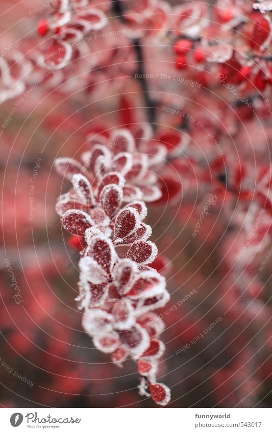 rot wie blut, weiß wie schnee... Pflanze Winter Eis Frost Schnee Sträucher Blatt frieren glänzend leuchten verblüht ästhetisch frisch schön kalt Lebensfreude