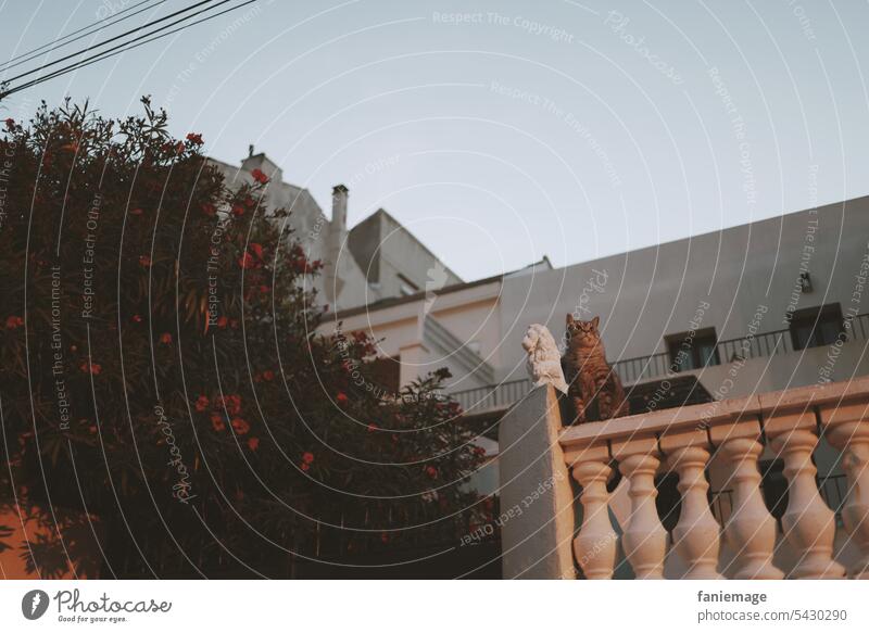 Katze neben Löwenstatue auf dem Weg nach Malmousque in Marseille mit Oleanderbusch Statue lustig Vorbild Abendstimmung spaziergang Haus südländisch Balkon