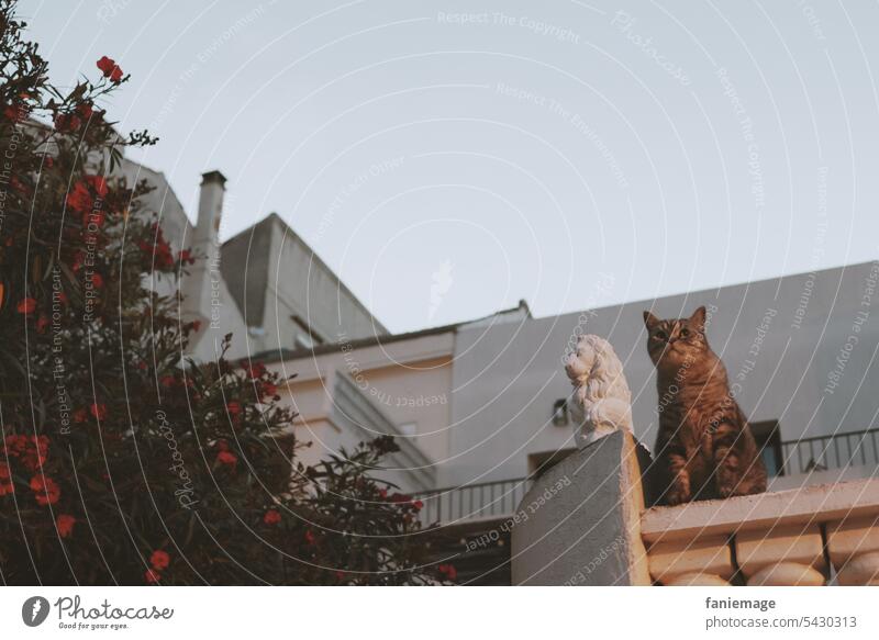 Katze neben Löwenstatue auf dem Weg nach Malmousque in Marseille neben Oleanderbusch Statue lustig Vorbild Abendstimmung spaziergang Haus südländisch Balkon