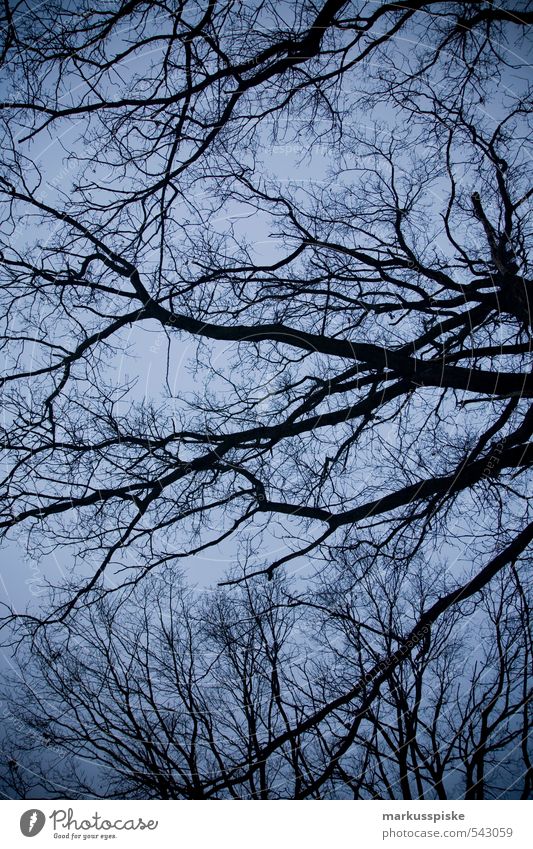 verästelung Umwelt Natur Landschaft Pflanze Tier Himmel Wolkenloser Himmel Herbst Winter Baum Blatt Nutzpflanze Baumstamm Ast Blattadern Garten Park atmen