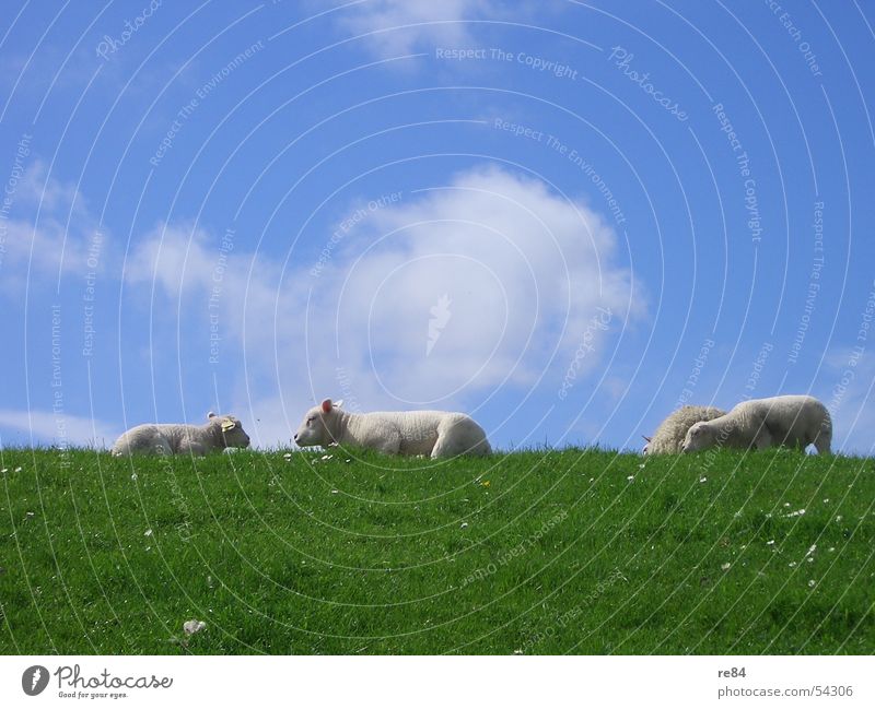 Faulenzen als Gruppenzwang bei Schafen - Part II Niederlande Meer Wolken See Erholung ruhig Sturm grün weiß rot Rügen Sylt Norderney Langeoog Wiese Wolle mäh