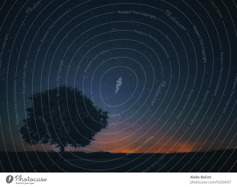 Abendliche Landschaft mit Baum und Sternenhimmel Nachthimmel abends dunkel Himmel sternenklar Langzeitbelichtung Außenaufnahme Astrofotografie Menschenleer