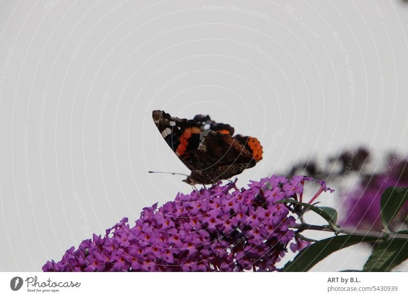 geschafft landung nahrung nahrungssuche flieder sommerflieder tier insekt schmetterling garten natur lebenslauf