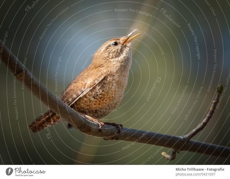 Singender Zaunkönig auf einem Ast Troglodytes troglodytes Tiergesicht Kopf Schnabel Auge gefiedert Feder Flügel Krallen singen Gesang zwitschern trällern Vogel