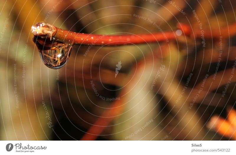 Regen Wasser Wassertropfen Wetter schlechtes Wetter Pflanze Zweig Ast braun gelb gold grün rot Leichtigkeit Farbfoto Außenaufnahme Tag Unschärfe