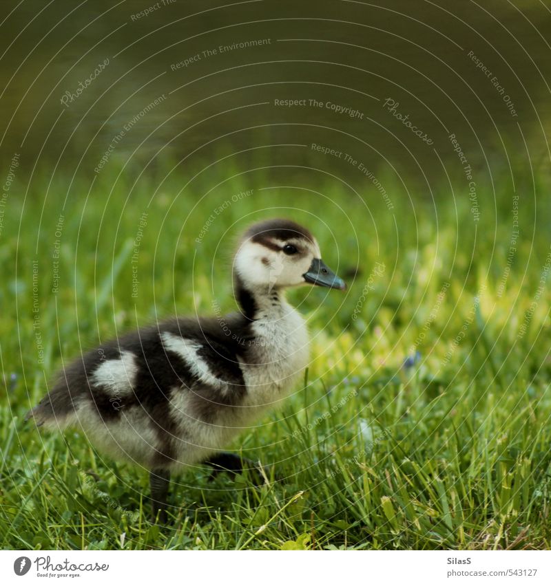 Watschel Natur Wasser Gras Park Flussufer Tier Ente Tierjunges niedlich braun gelb grau grün Farbfoto Außenaufnahme Tag Tierporträt