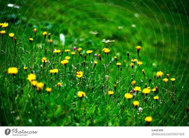 Bergwiese mit Löwenzahn Wiese Hügel hügelig grün gelb Gras Natur Pflanze Blume Blüte Umwelt Landschaft saftig saftig grün Wildpflanze Garten Hang Abhang