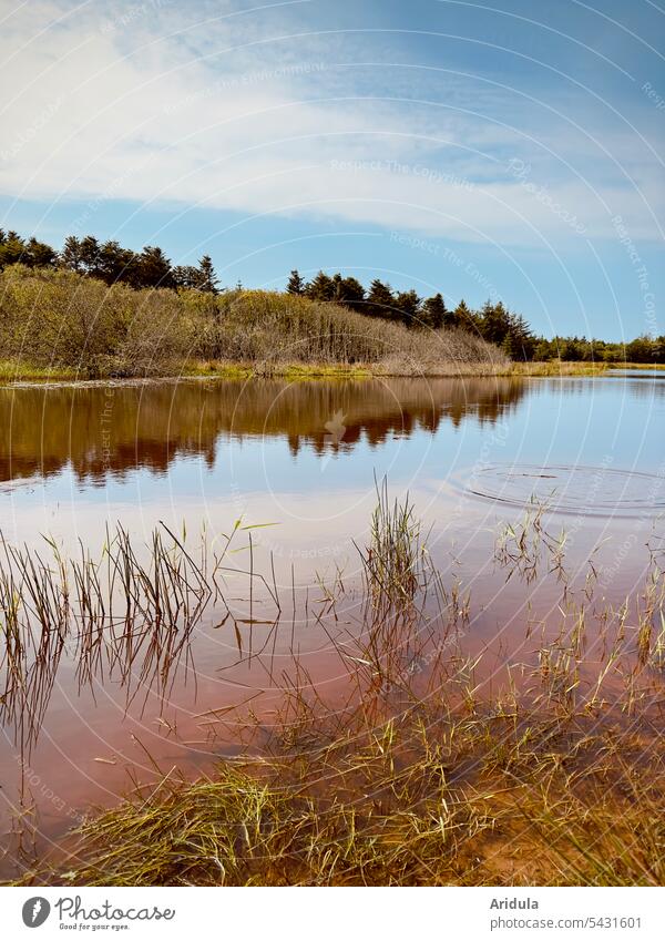 Seeufer mit rot-braunem Wasser, Gräsern und Wald im Hintergrund Ufer Natur Landschaft Außenaufnahme ruhig Wasseroberfläche Ruhe Idylle Schönes Wetter Himmel