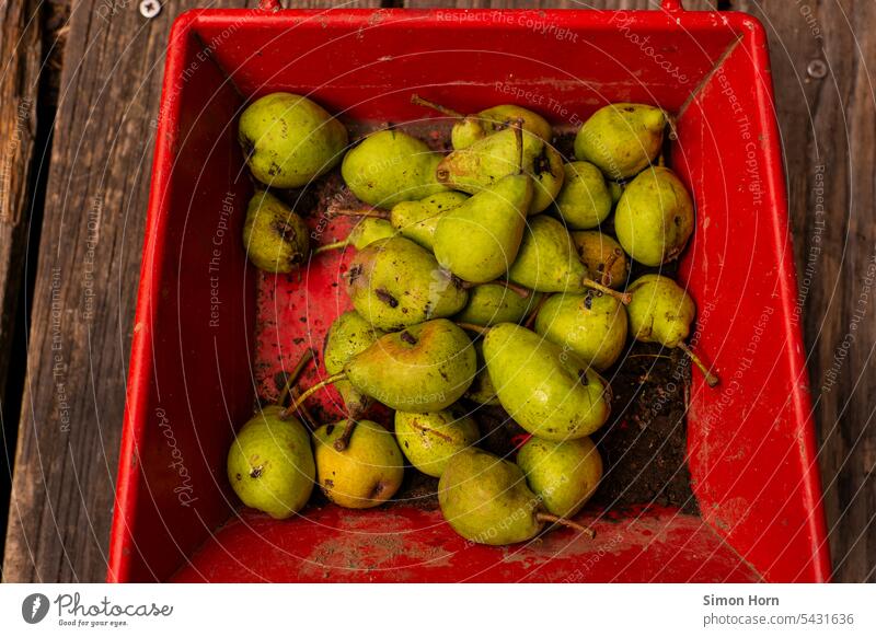 Fallobst in einer roten Wanne Birnen Kontrast Ernte Garten Frucht grün Gesundheit sammeln Herbst herbstlich bunt Ernährung Lebensmittel natürlich Natur