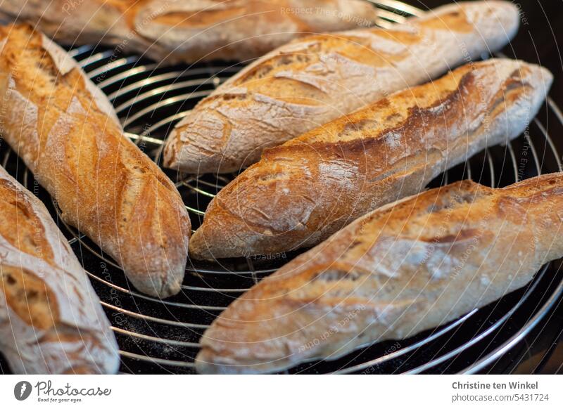 frisch gebackene knusprige Baguettes liegen auf einem Auskühlgitter Kruste Tradition rustikal aromatisch köstlich schmackhaft Oberfläche selbstgemacht