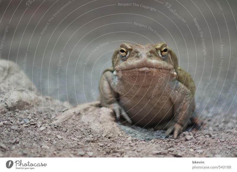 Grau in Grau Tier Wildtier Frosch Zoo Blick warten Coolness dick Ekel hässlich kalt natürlich grau grün Verschwiegenheit ruhig Weisheit Langeweile Traurigkeit