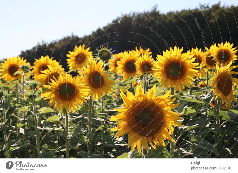 Sonntags-Sonnenblumen Blume Blüte Sonnenblumenfeld blühen wachsen Sonnenlicht leuchten Bäume Himmel Sommer Natur Pflanze Feld Blühend Nutzpflanze Außenaufnahme