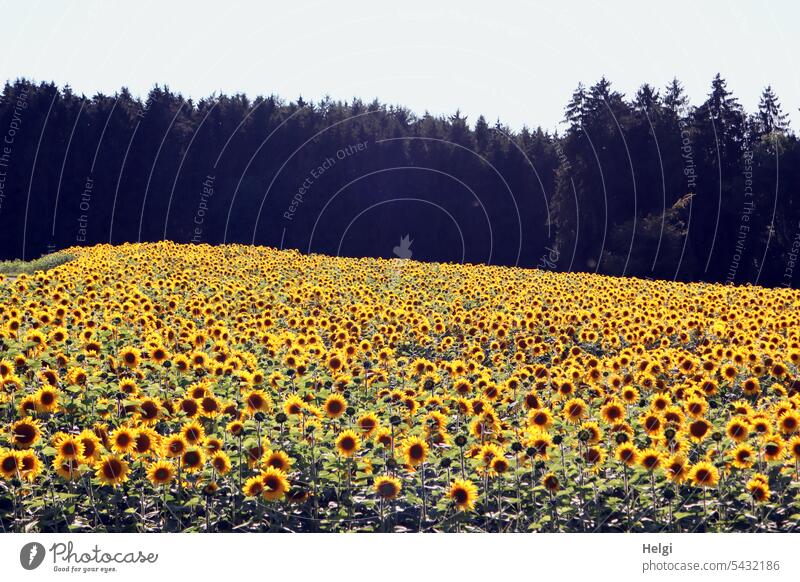 Sonnenblumen am Sonntag Blume Blüte Sonnenblumenfeld Blühfeld Sommer Natur Landschaft Wald Himmel blühen wachsen viele Pflanze Feld Blühend Außenaufnahme