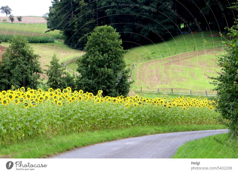 Sonnenblumen in hügeliger Landschaft mit Straße und Bäumen Natur Blume Blüte Sonnenblumenfeld Straßenrand Hügel Teutoburger Wald Baum Strauch Zaun Wiese blühen