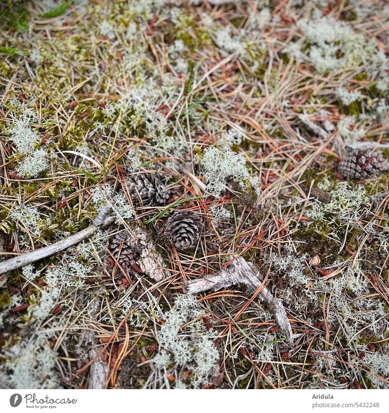 Waldboden mit Kiefernzapfen, Kiefernnadeln, Flechten und Moos Tannenzapfen Natur Pflanze