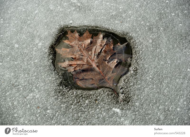 Wärmeblatt Winter Natur Wasser Sonnenlicht Frühling Herbst Schönes Wetter Eis Frost Blatt Seeufer Teich kalt nass braun grau schwarz weiß Eisfläche Winterwärme