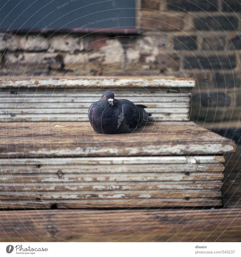 Camden Dove Treppe Holztreppe Tier Vogel Taube Flügel 1 hocken sitzen Farbfoto Außenaufnahme Nahaufnahme Menschenleer Textfreiraum links Textfreiraum rechts