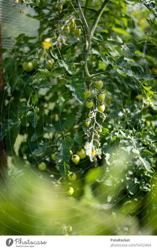 #A0# Tomaten grün Pflanze Garten Gemüse organisch Natur Lebensmittel Wachstum natürlich frisch Gartenarbeit Ernährung unreif Ernte Ackerbau Landwirtschaft