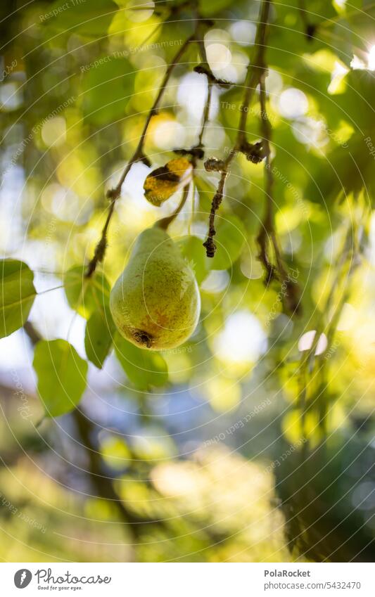 #A0# Birne aus dem Garten Frucht Ernährung grün Obst Obstbaum Lebensmittel Bioprodukte Vegetarische Ernährung Farbfoto Gesunde Ernährung Birnbaum