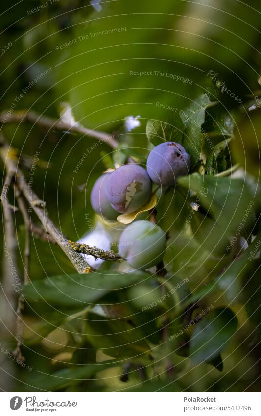 #A0# Pflaumenbaum Pflaumenblatt Pflaumenbäume Pflaumenmarmelade Baum Natur Frucht Farbfoto Obst Obstgarten Obstbaum Ernte Garten Außenaufnahme grün Pflanze