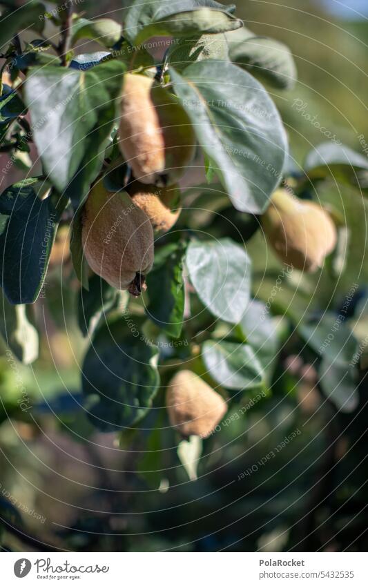 #A0# Birnen Birnenbaum Garten Obstbaum Baum Natur Außenaufnahme Farbfoto grün Pflanze Nutzpflanze reif Ernte