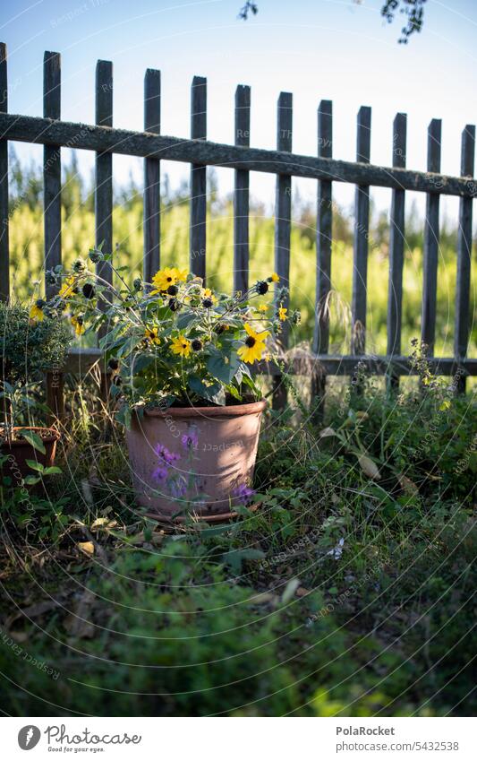 #A0# Sonnenblumen im Garten Kleingarten Kleingartenkolonie Zaun Gartenzaun kleingarten kleingartenkolonie ruhe schrebergarten menschenleer Nutzpflanze erholung