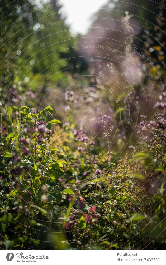 #A0# Wildblumenwiese Wiese Blumen Garten Idylle Natur abgeschieden Pflanze natürlich Sommer Blüte Frühling grün schön Blütezeit Umwelt Bienenparadies Flora