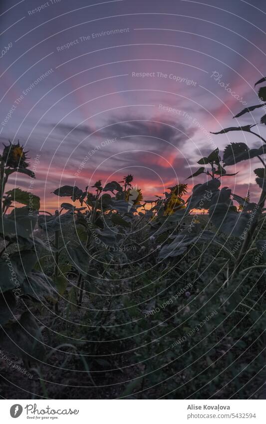 Sonnenblumen und Sonnenuntergang an einem zufälligen Mittwoch Sonnenblumenfeld Feld rosa Himmel Sommer August gelb Blume Sonnenlicht Landschaft vertikal