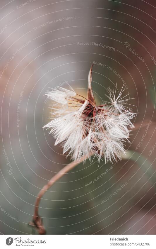 Verblühter Löwenzahn Pusteblume Blume Nahaufnahme Natur Frühling Pflanze Schwache Tiefenschärfe Makroaufnahme zart filigran weich Leichtigkeit Wildpflanze